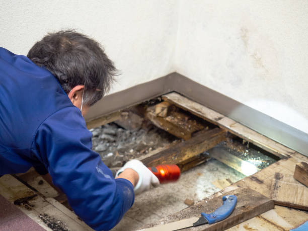 Best Attic Mold Removal  in Shullsburg, WI