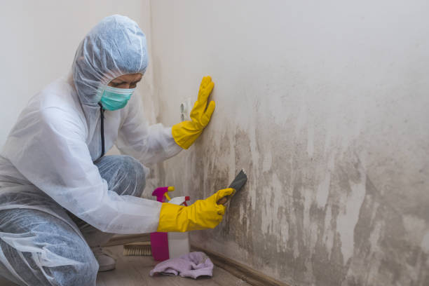 Best Office Mold Removal Services  in Shullsburg, WI