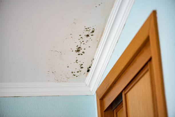 Best Mold Cleaning Services  in Shullsburg, WI