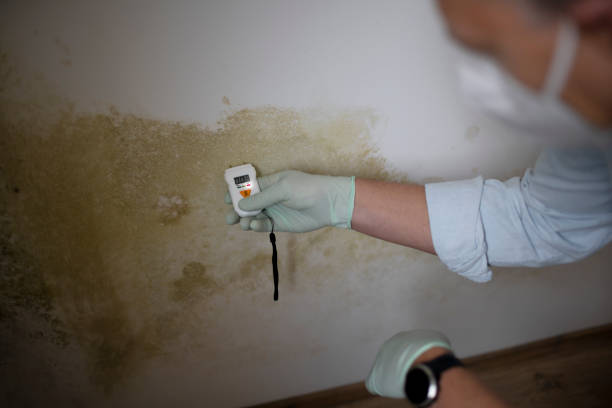 Best Residential Mold Removal  in Shullsburg, WI