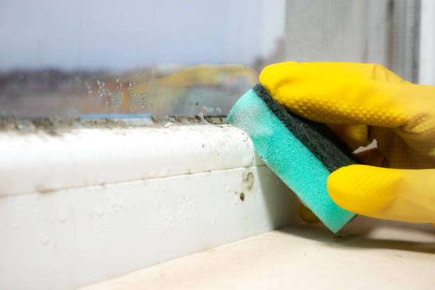 Best Office Mold Removal Services  in Shullsburg, WI