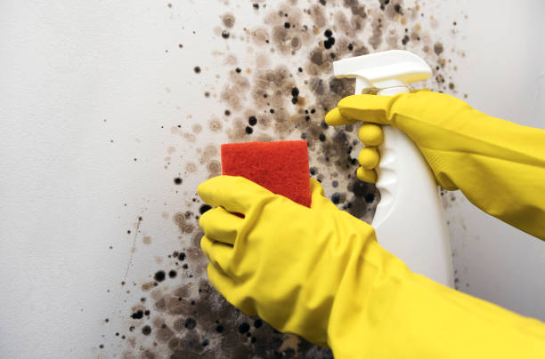 Best Black Mold Removal  in Shullsburg, WI