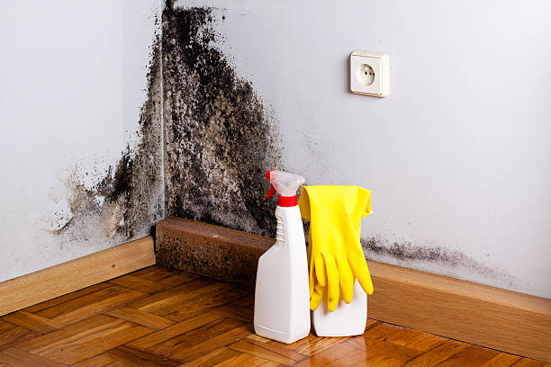 Best Emergency Mold Removal  in Shullsburg, WI