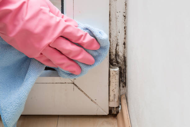 Best Local Mold Removal Service  in Shullsburg, WI