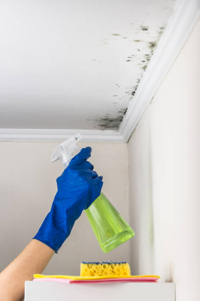 Best Best Mold Removal Companies  in Shullsburg, WI